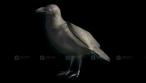 乌鸦 Crow 13