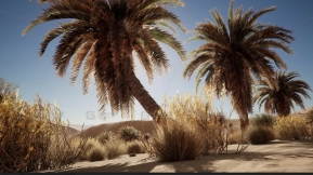 【UE】沙漠植被  Desert Vegetation
