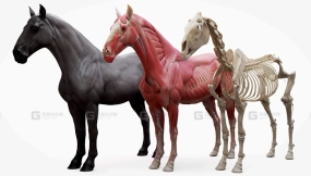 马解剖肌肉骨骼模型 Horse Écorché 3d model