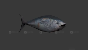 金枪鱼 Tuna 4