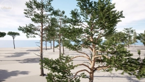 【UE】DZ树木针叶树集合（松树、柏树和冷杉） DZ Trees – Conifers (Pines, Cypresses and Firs)
