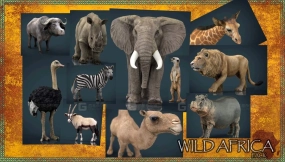 11个非洲野生动物模型 WILD AFRICA PACK