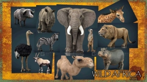 11个非洲野生动物模型 WILD AFRICA PACK
