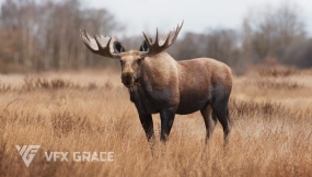 blender雄性麋鹿绑定3D模型 Moose Male Animated 