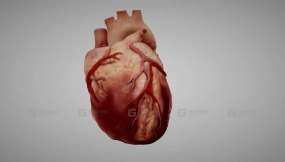 人类心脏三维动画 Human heart (3D animated)
