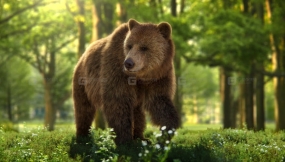 雌性棕熊模型 3D Animal for Blender  Female Brown Bear