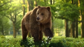 雌性棕熊模型 3D Animal for Blender  Female Brown Bear