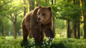 雌性棕熊模型 3D Animal for Blender  Female Brown Bear