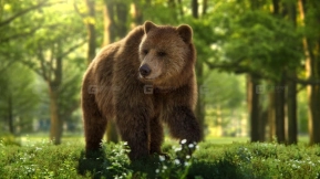 雌性棕熊模型 3D Animal for Blender  Female Brown Bear
