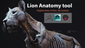 写实狮子骨骼肌肉解剖模型 Lion anatomy