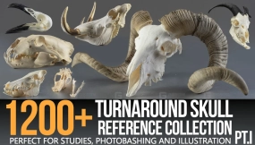 1200+ 全方位头骨参考图集 1200+ Turnaround Skull Collection Reference Pictures