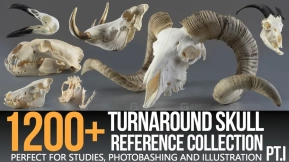 1200+ 全方位头骨参考图集 1200+ Turnaround Skull Collection Reference Pictures