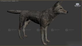 郊狼-Coyote 3D model-21-0
