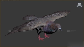 鸽子 Pigeon 8