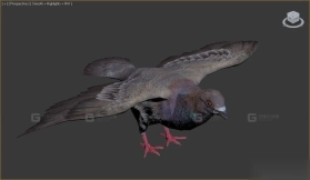 鸽子 Pigeon 8