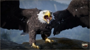 【UE】动物秃头鹰与金雕 Animalia - Bald and Golden Eagle