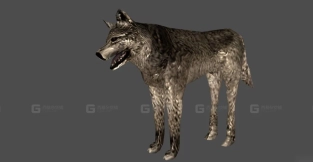 狗 Dog 30