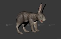 野兔-Hare 3D model-2-0