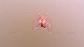 心脏01动画 heart 01 animation