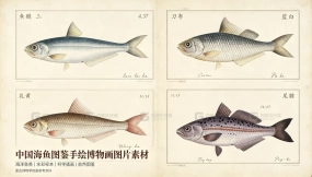 中国海鱼图鉴手绘博物画图片素材 Chinese marine fish illustrated hand-drawn natural history painting image materials