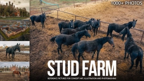 1000+ 种马场参考图片 1000+ Stud Farm Reference Pictures