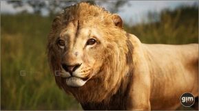 【UE】动物界 - 狮子（雄性）  Animalia - Lion (male)
