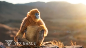 猴子川金丝猴模型  Golden Snub-nosed Monkey