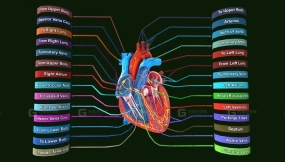 人类心脏解剖标注 Human Heart Anatomy Labeled