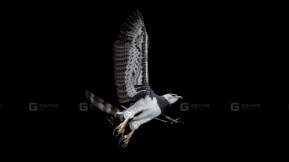 【UE】角雕  Harpy Eagle