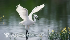 白鹭鸟模型 Egret Animated VFX Grace