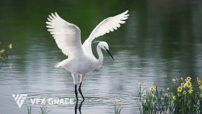 白鹭鸟模型 Egret Animated VFX Grace