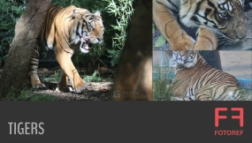 老虎照片参考包  Tigers Photo Reference Pack
