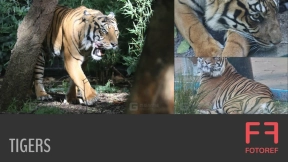 老虎照片参考包  Tigers Photo Reference Pack