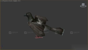 鸽子 Pigeon 5