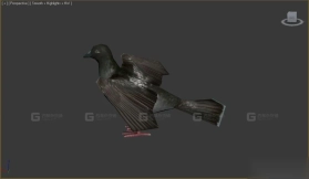 鸽子 Pigeon 5