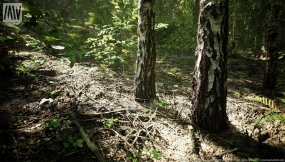 【UE】MW 白桦林树木生物群系  MW Birch Forest Trees Biome
