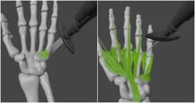 Blender 5.2几何节点打印手部肌肉