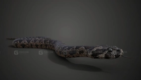 巴勒斯坦毒蛇模型+绑定动画 Palestine viper Animated  VFX Grace