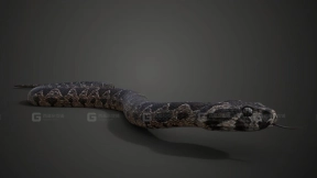 巴勒斯坦毒蛇模型+绑定动画 Palestine viper Animated  VFX Grace