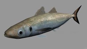鲭鱼 Mackerel 17
