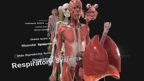 完整人体解剖模型 - Complete Human Anatomy