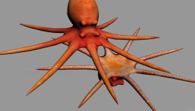 章鱼 Octopus 15