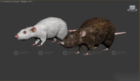 鼠 Rat 2
