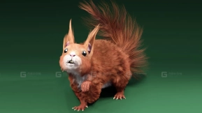 松鼠  Squirrel