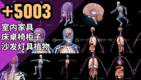 【角色】人体肌肉骨骼绑定3D模型 Turbosquid – Skeleton Anatomy Nervous Rigged