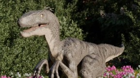 恐龙迅猛龙（IK骨骼绑定）  Dinosaur Raptor (Ik Rigged)