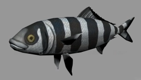 领航鱼 Pilot fish 14