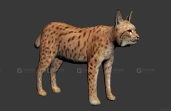 山猫-Lynx 3D model-1-0