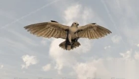 猎鹰动画 Falcon Eagle animation 4