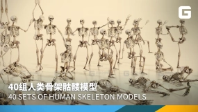 40组人类骨架骷髅模型 40 sets of human skeleton models